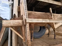 Kambing betina, Alpine goat — foto 3