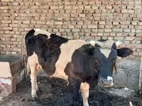 황소, Russian Black pied cattle — 사진 3