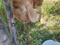 قوچ, گوسفند — عکس 5