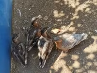 Ducks — ፎቶ 4