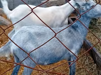 Capra, Saanen goat — foto 8