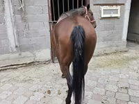 Mare, Thoroughbred horse — photo 5