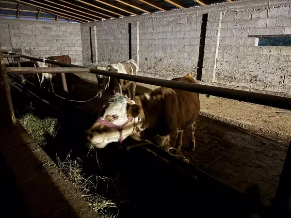 ወንድ በሬ, Latvian Blue cattle