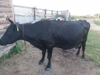 Mucca, Russian Black pied cattle — foto 2