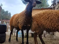 Beran, Blackheaded Persian sheep — foto 3
