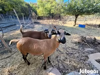 Ոչխար, Cameroon sheep — լուսանկար 3
