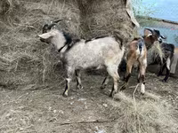Արու այծ, Alpine goat — լուսանկար 3