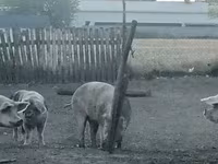Babi betina, Pigs — foto 2