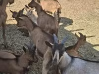 بز (گروه، جنسیت مشخص نشده), Alpine goat — عکس 3