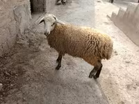 Baran, Owce — zdjęcie 1