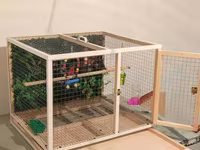 Papuqay,dovşan,hamster,şinşila,bildirçin,cücə,xamyak,pişik,quş,tısbağa — عکس 2