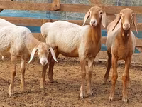 मेढ़ा, Arashan sheep — फ़ोटो 5