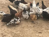 Chickens — عکس 3