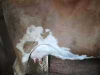 วัวตัวเมีย, Simmental cattle — รูปภาพ 3