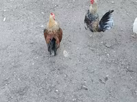 Chickens — foto 2