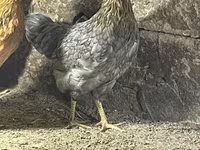 Chickens — عکس 4