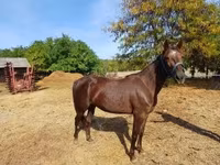 مادیان, Standardbred — عکس 1