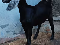 Ri’ dhaddig, Nubian Goat — sawirka 3