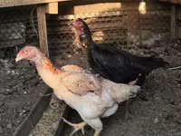 Chickens — foto 8