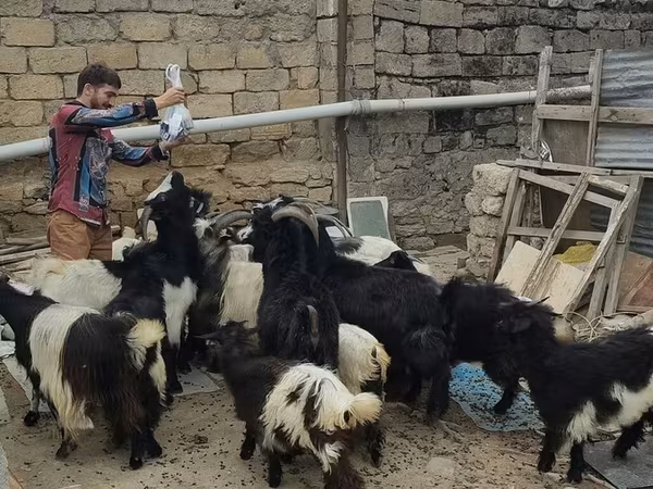بز ماده, بز