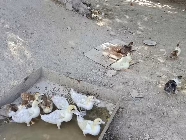 뮬라르