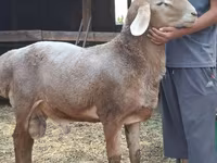 Κριός, Arashan sheep — φωτογραφία 3