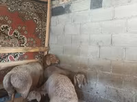 雄羊, Rhon sheep — 写真 2
