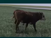 Stier, Kazachse wittekop koe — foto 2