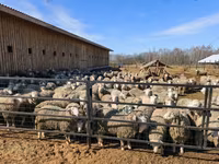 የጎትት አውራ በግ, Kuibyshev sheep — ፎቶ 3