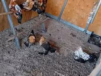 Bantam — Foto 4