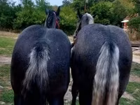 Hingst, Percheron — foto 3