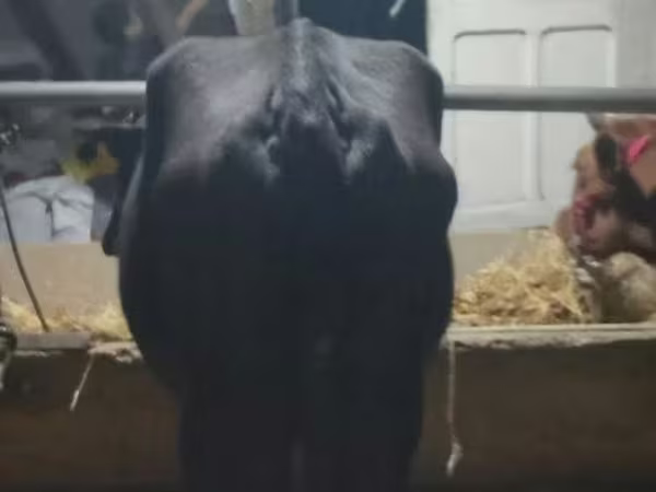 Lembu betina, Cattle