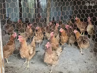 Chickens — 사진 1