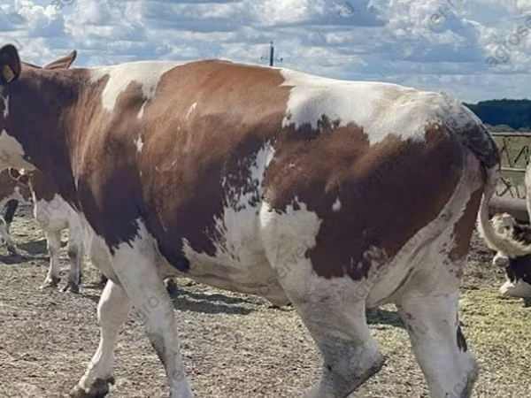 Sapi, Holstein breed