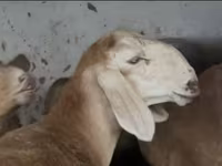 Kambing jantan, Arashan sheep — foto 2