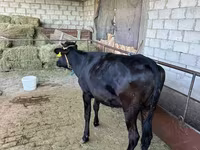 گاو نر, آبرادین-آنگوس — عکس 3