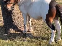 Hingst, Heste — foto 2