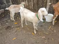 母山羊, Nubian Goat — 照片 2