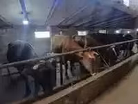 Bò cái, Giống Holstein — ảnh 4