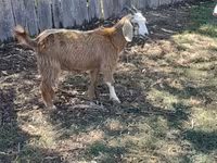 Kambing betina, Goats — foto 4