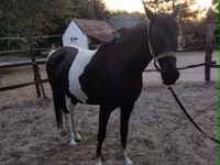 კვიცი, Appaloosa — ფოტო 7