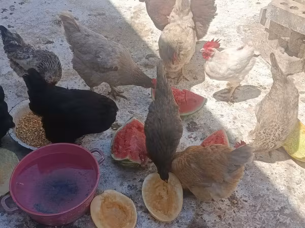Chickens — Киргизстан