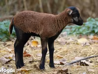 Biri-biri betina, Cameroon sheep — foto 1