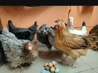 Chickens — foto 7