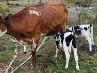 Krava, Simmental cattle — fotografija 1