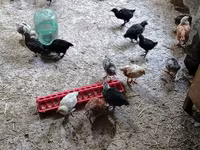 Chickens — foto 1