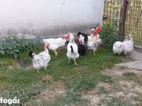 Chickens — عکس 2