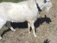 Cabro, Saanen goat — foto 1