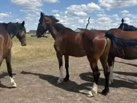 Klisna, Dutch warmblood horse — foto 1