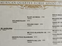 ፈረስ, Quarter Horse — ፎቶ 4